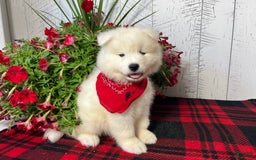 Samoyed dogs for sale: Charlie - Image 3