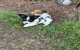 Papillon dogs for sale: Female Puppy 1 - Image 5