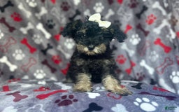 Miniature Schnauzer dogs for sale: Lilo - Image 8