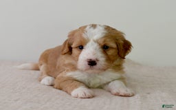Bernedoodle dogs for sale: Marshmallow-medium - Image 7