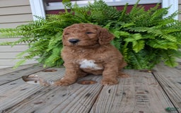 Goldendoodle dogs for sale: Teddy - Image 2