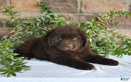Newfoundland dogs for sale: Vance - Image 5