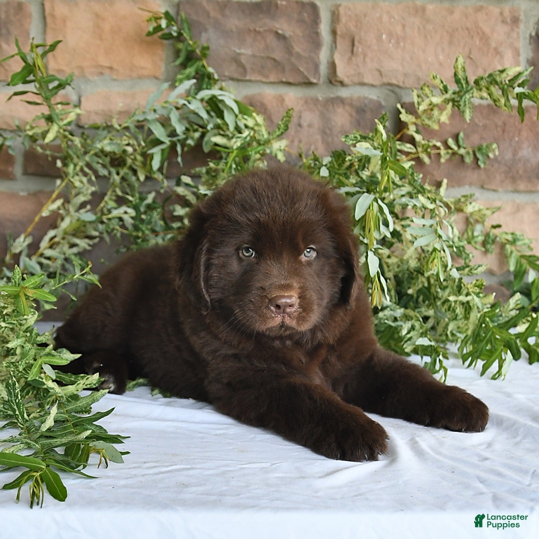 Newfoundland dogs for sale: Vance - Image 5