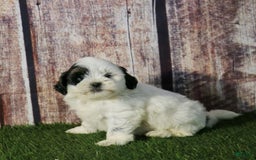 Shihpoo dogs for sale: Benny - Image 15