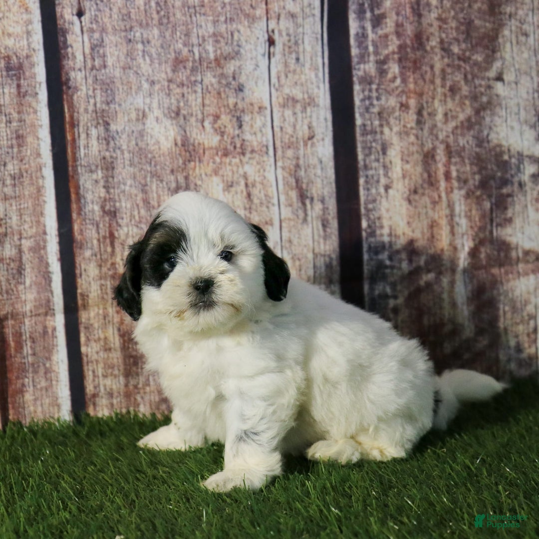 Shihpoo dogs for sale: Benny - Image 15