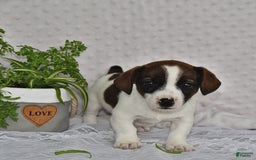 Jack Russell Terrier dogs for sale: Conley - Image 6