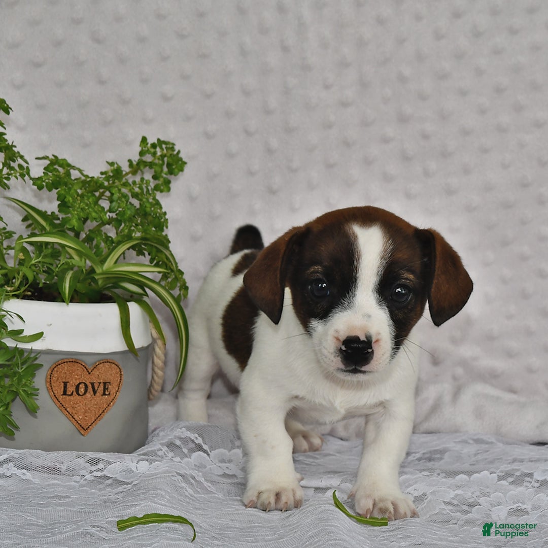 Jack Russell Terrier dogs for sale: Conley - Image 6