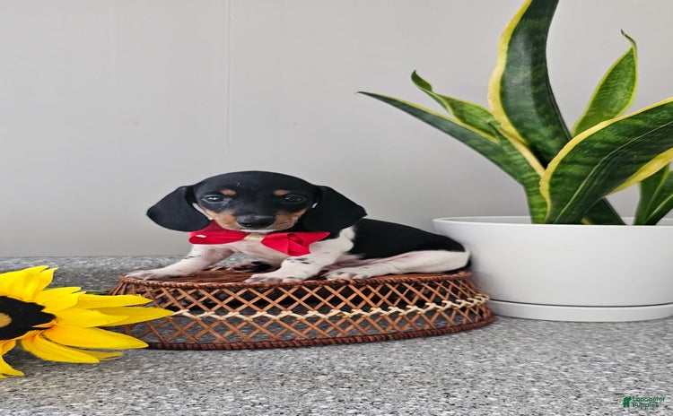 Dachshund dogs for sale - Ad 3