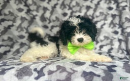 Cavapoo dogs for sale: Luke - Image 5