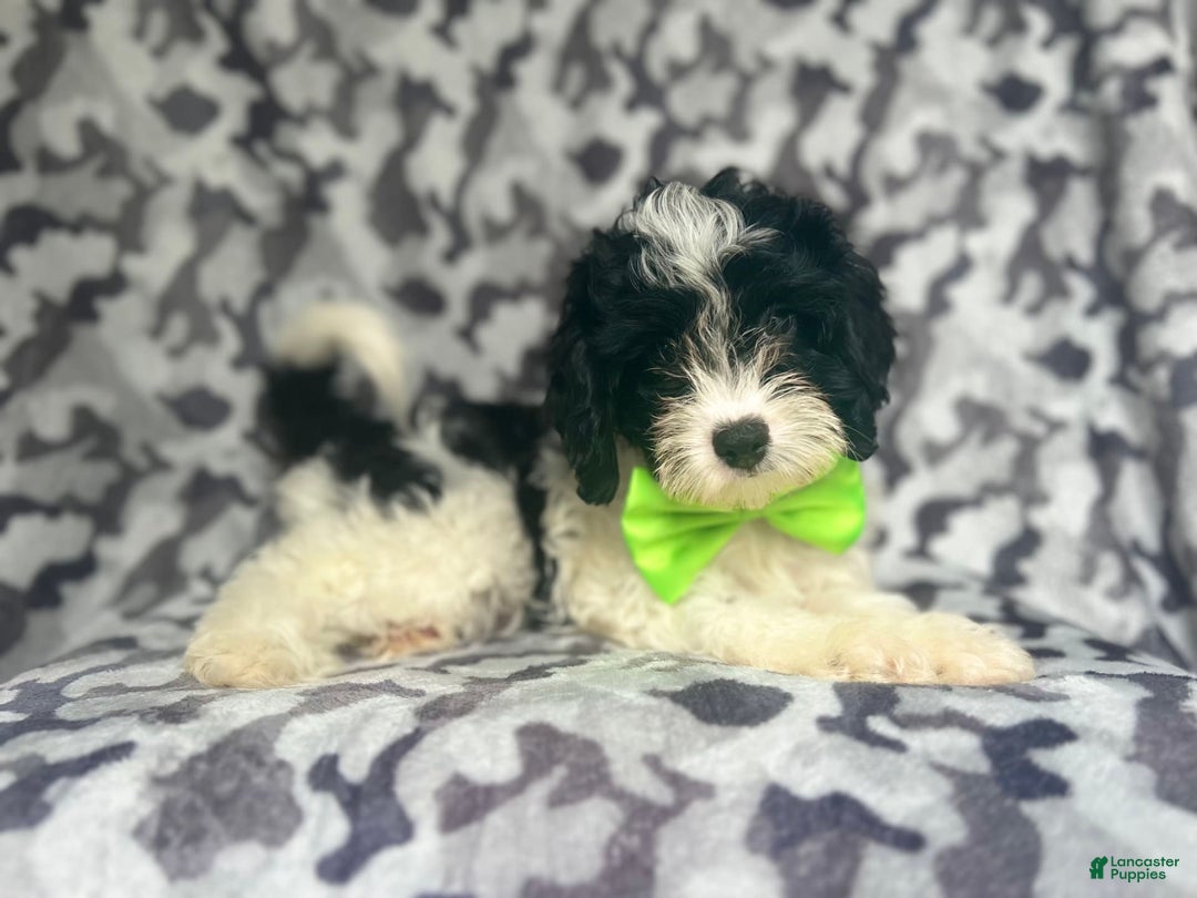 Cavapoo dogs for sale: Luke - Image 5