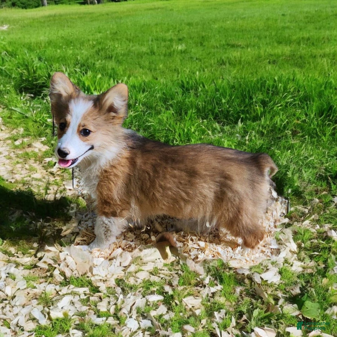 Welsh Corgi Pembroke dogs for sale: Tink Fluffy - Image 15