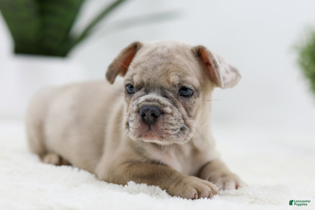 French Bulldog dogs for sale: Turbo - Image 7
