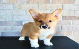 Welsh Corgi Pembroke dogs for sale: Buddy - Image 2