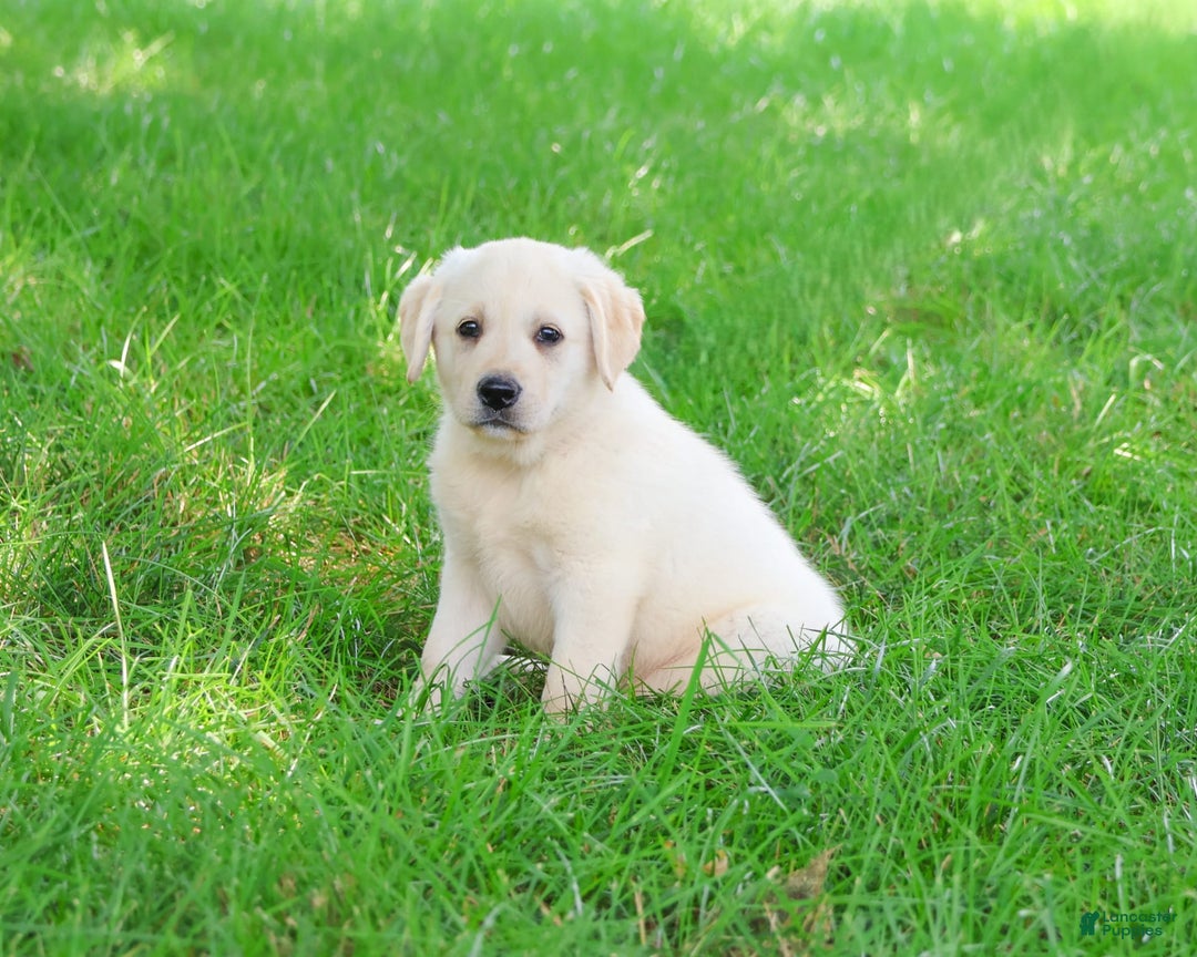 Labrador Retriever dogs for sale: Labrador Retriever 8 puppies - Image 2