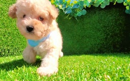 Maltipoo dogs for sale: Angel - Image 13