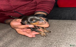 Doberman Pinscher dogs for sale: Pink Collar - Image 1