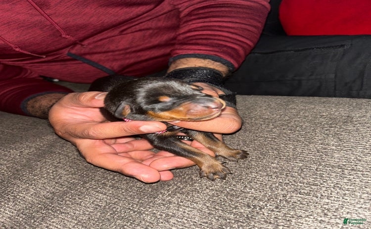 Doberman Pinscher dogs for sale - Ad 3