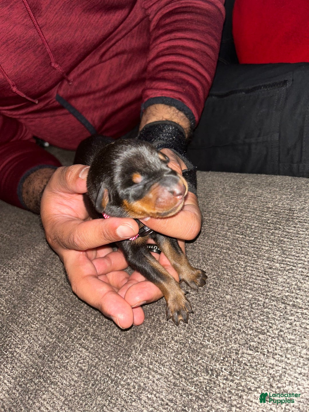 Doberman Pinscher dogs for sale: Pink Collar - Image 1