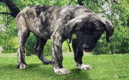 Anatolian Shepherd dogs for sale: AKC Dusty 2025 Male 1 - Image 9