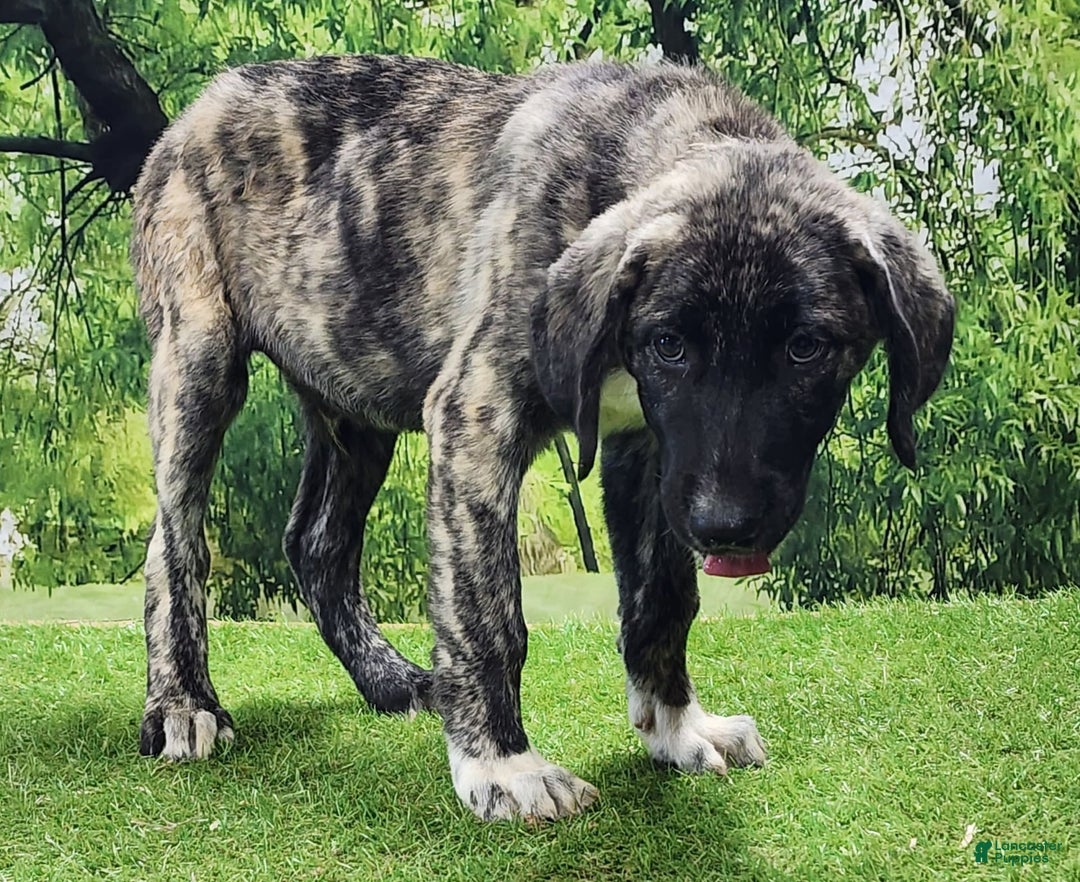 Anatolian Shepherd dogs for sale: AKC Dusty 2025 Male 1 - Image 9