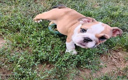 English Bulldog dogs for sale: Reba - Image 16