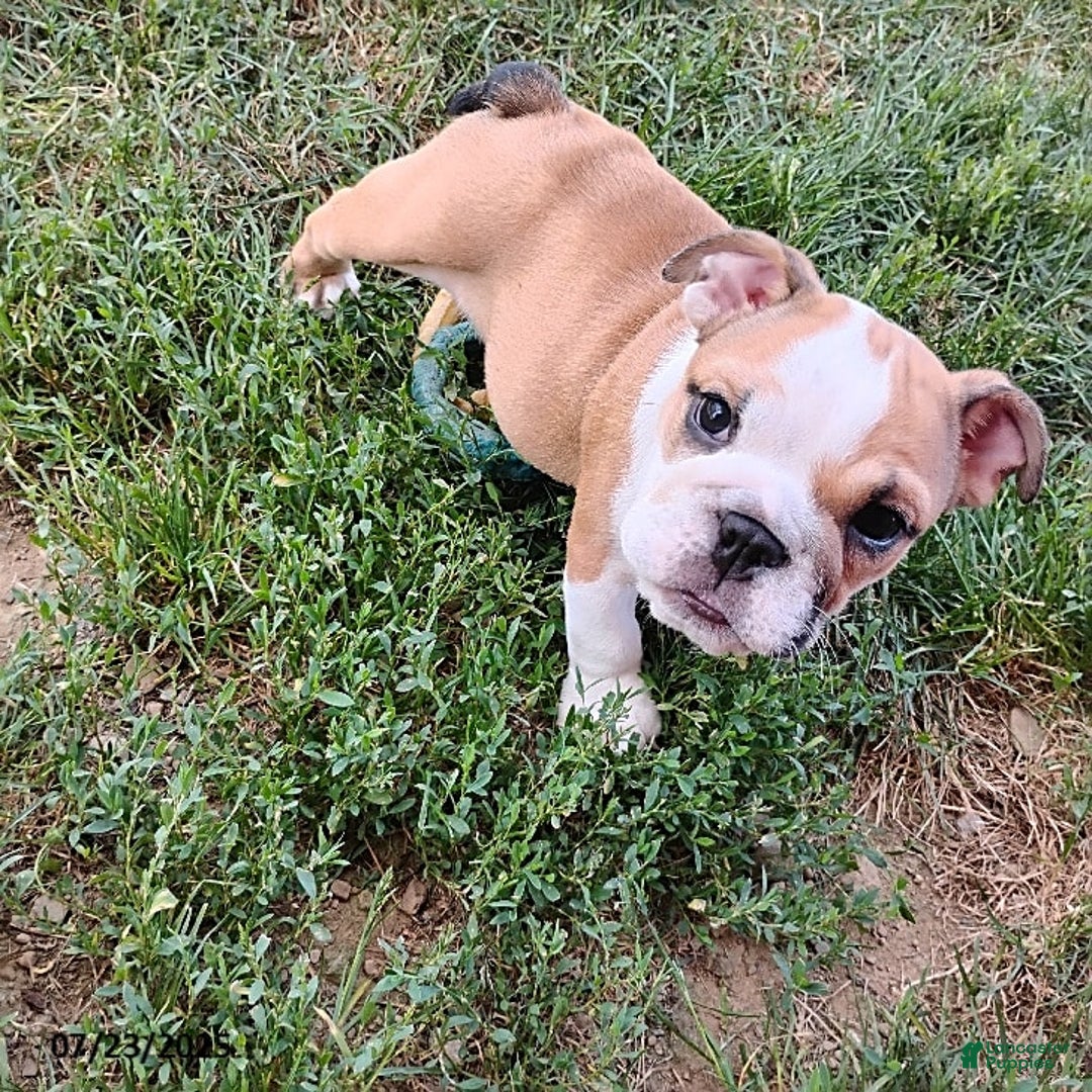 English Bulldog dogs for sale: Reba - Image 16