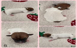 Jack Russell Terrier dogs for sale: Brandy - Image 2