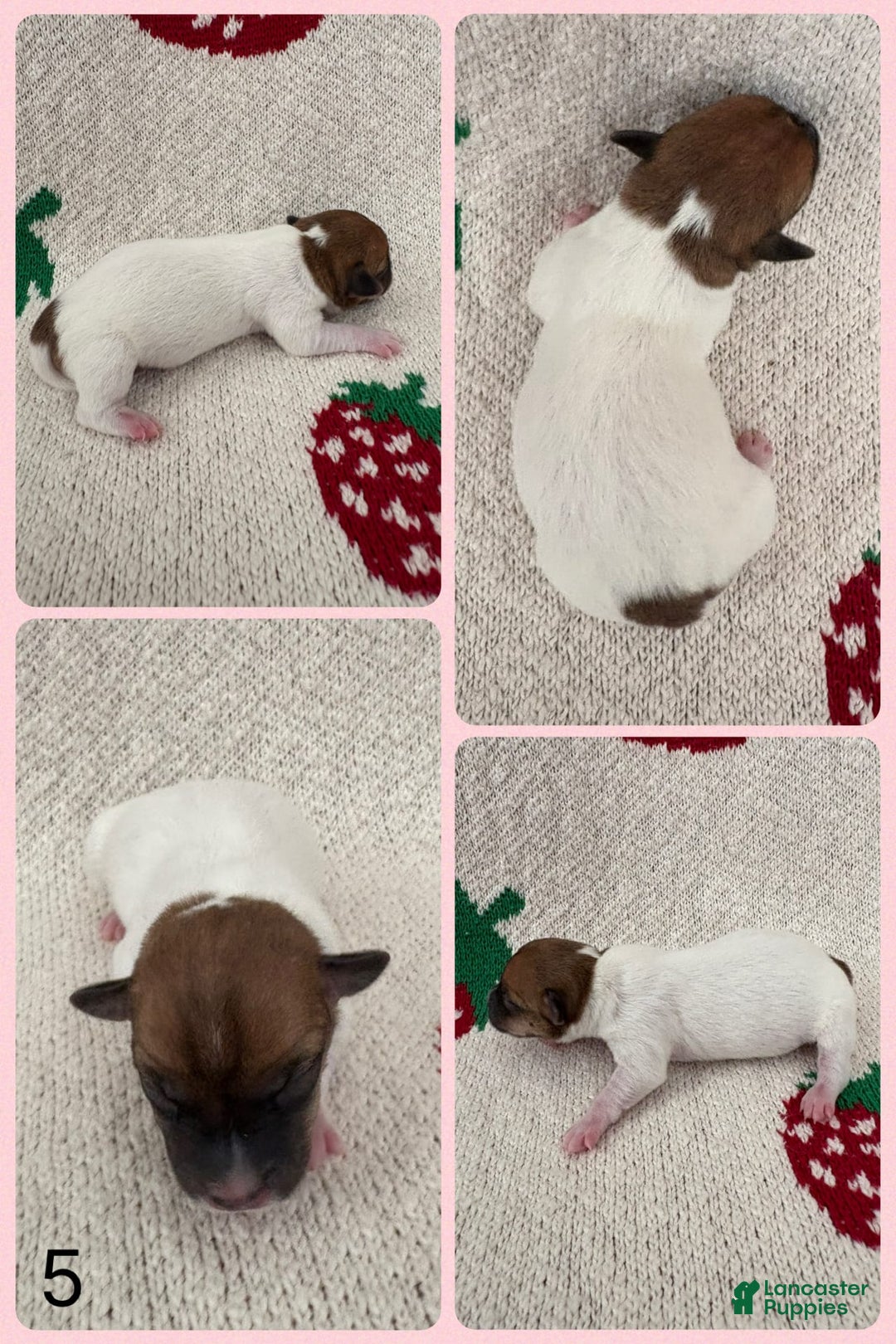 Jack Russell Terrier dogs for sale: Brandy - Image 2
