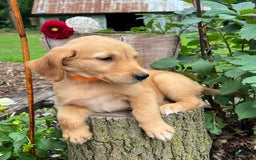 Golden Retriever dogs for sale: Golden Retriever 7 puppies - Image 8