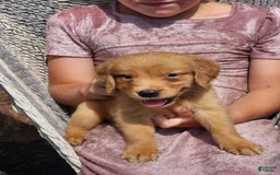 Golden Retriever dogs for sale: Daisy - Image 1