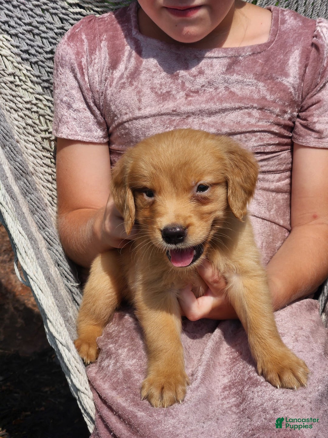 Golden Retriever dogs for sale: Daisy - Image 1