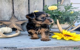 Yorkshire Terrier dogs for sale: Chandler - Image 3