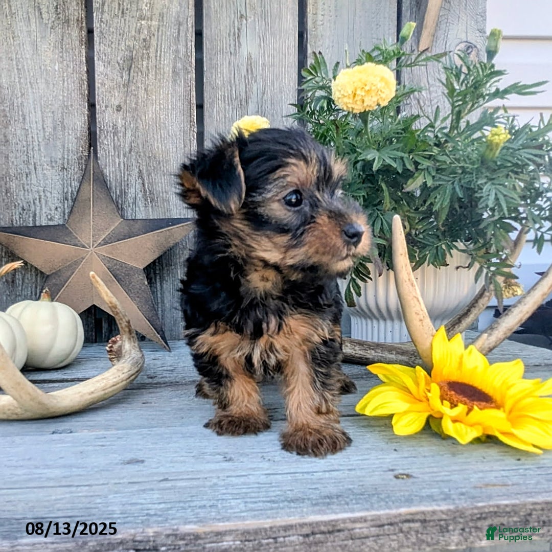 Yorkshire Terrier dogs for sale: Chandler - Image 3