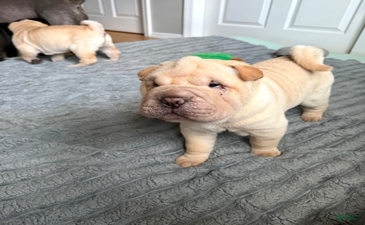 Shar Pei dogs - Advert 3