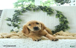 Golden Retriever dogs for sale: Addelyn - Image 3