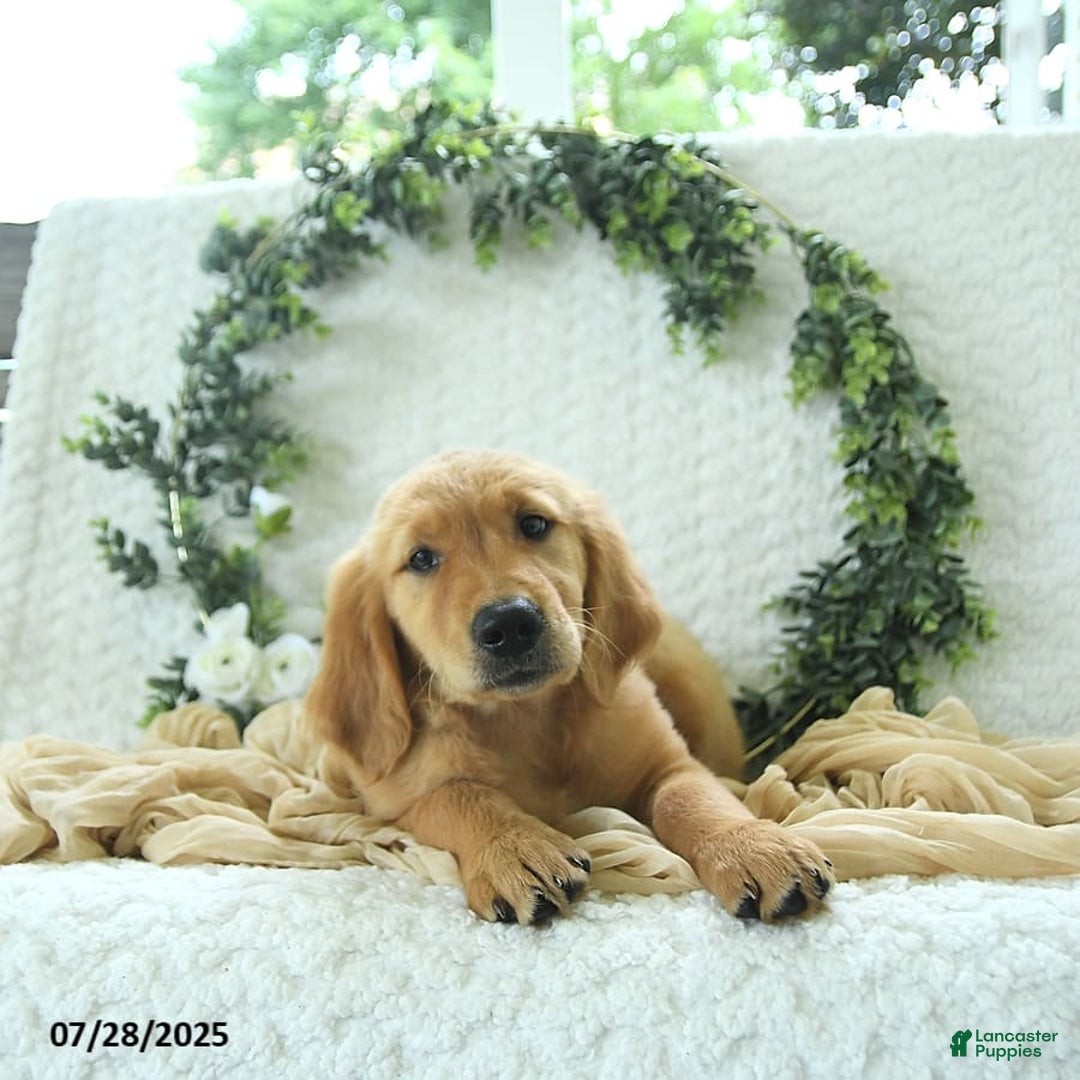 Golden Retriever dogs for sale: Addelyn - Image 3