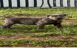 Cane Corso dogs for sale: Grey Male - Listing for pets: Female Black Brindle, Grey Male - Image 1