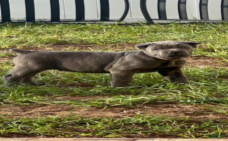 Cane Corso dogs - Advert 33