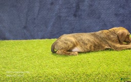 Catahoula Leopard Dog dogs for sale: Diamond 2025 M1 - Image 6