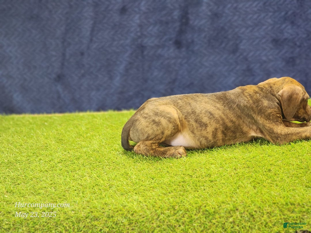Catahoula Leopard Dog dogs for sale: Diamond 2025 M1 - Image 6