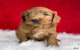 Mini Goldendoodle dogs for sale: Ollie - Image 3