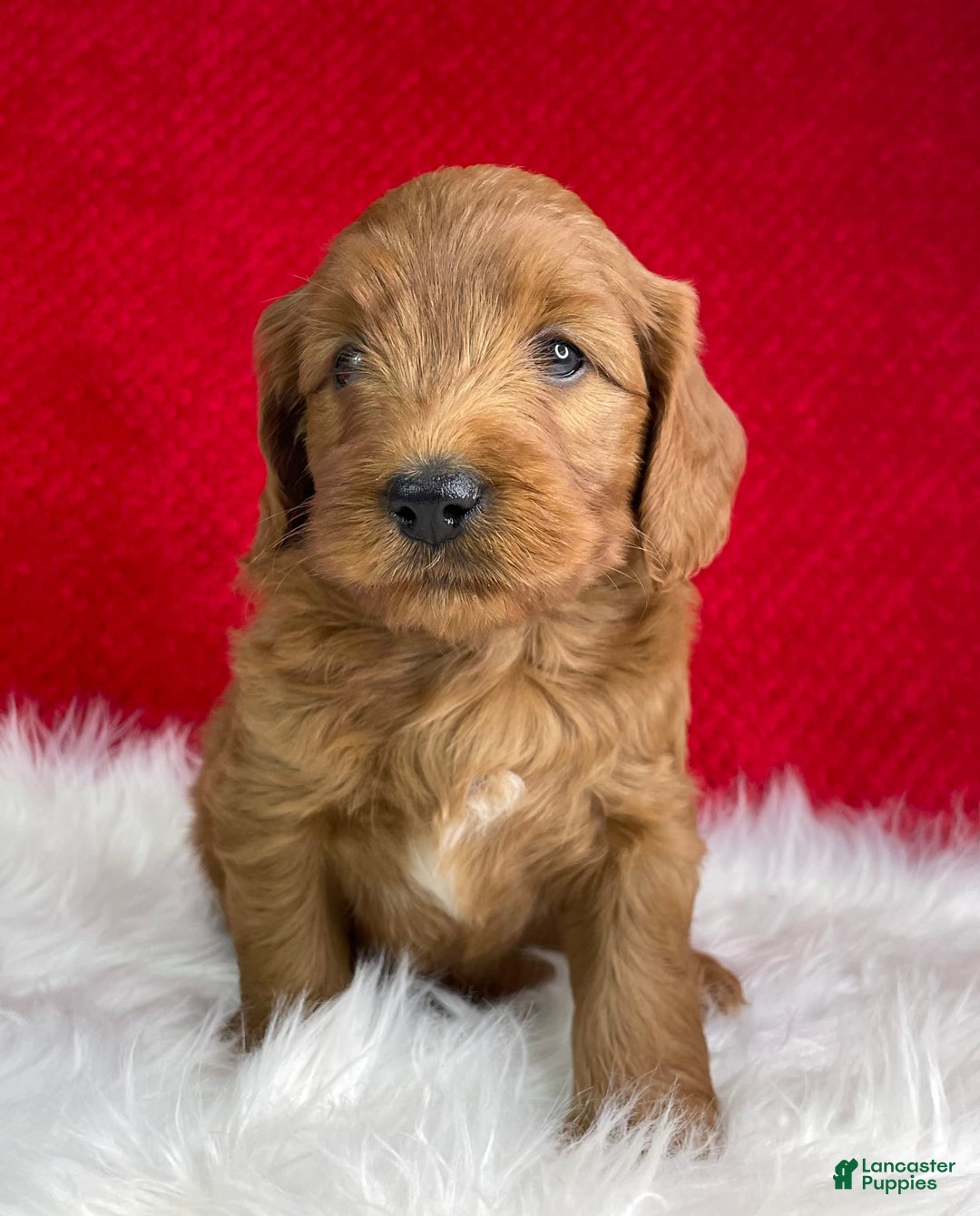 Mini Goldendoodle dogs for sale: Ollie - Image 3