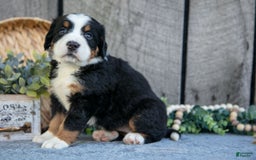 Bernese Mountain Dog dogs for sale: Bianca - Image 4