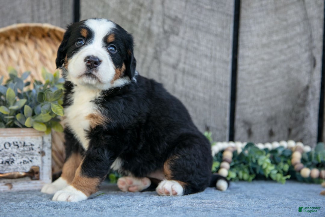 Bernese Mountain Dog dogs for sale: Bianca - Image 4