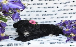 Havapoo dogs for sale: Lollipop - Image 8