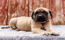 English Mastiff dogs for sale: Horace - Image 13