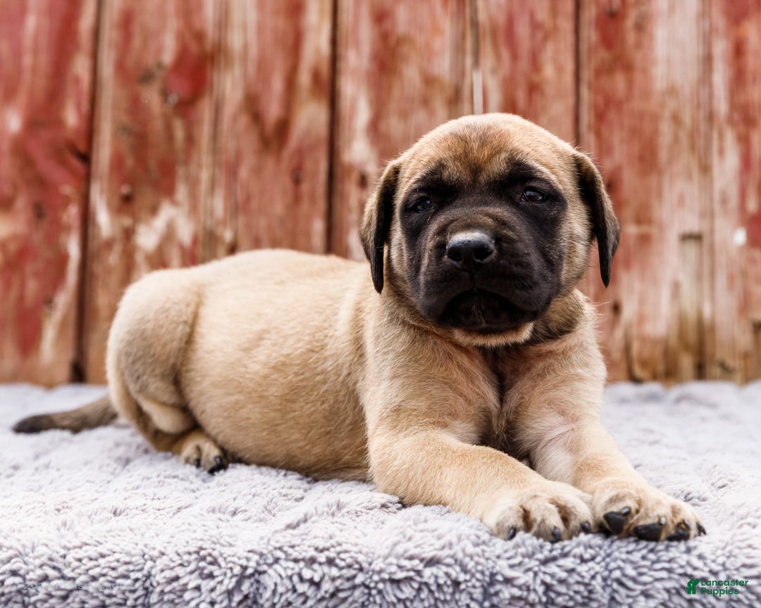 English Mastiff dogs for sale: Horace - Image 13