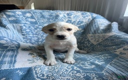 Boston Terrier dogs for sale: Walter - Image 2