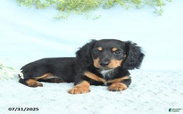 Miniature Dachshund dogs for sale: Krystal - Image 2