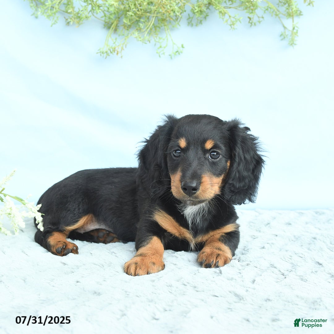 Miniature Dachshund dogs for sale: Krystal - Image 2